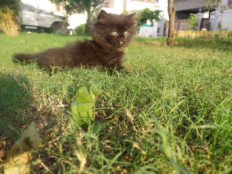 brownish black kittens 2