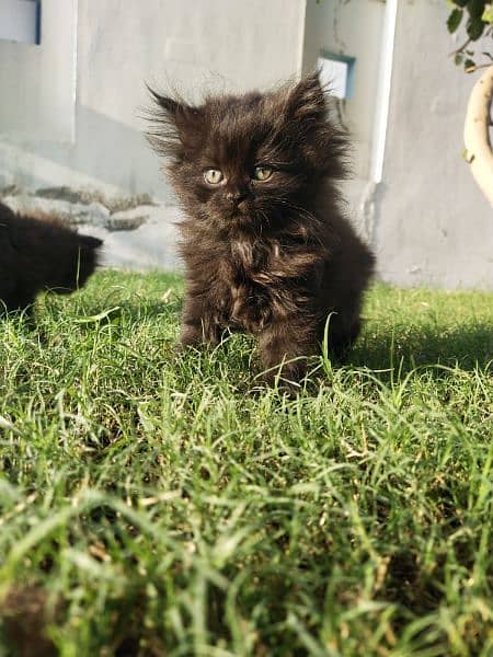 brownish black kittens 3