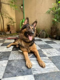 heavy bone structure GSD 0