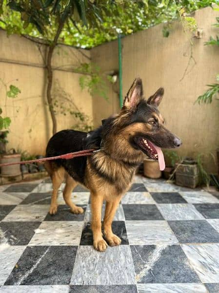 heavy bone structure GSD 2