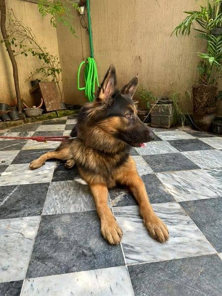 heavy bone structure GSD 5