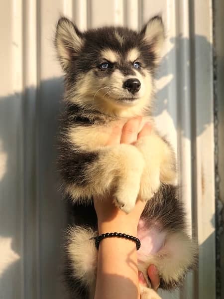 husky pedigree pup 0