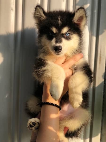 husky pedigree pup 1