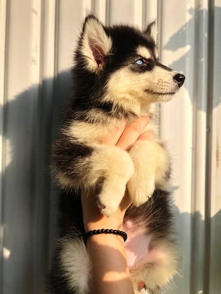 husky pedigree pup 2