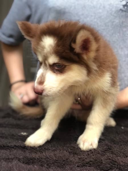 husky pedigree pup 3