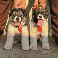 alabai security dog 2 month pair for sale heavy bone