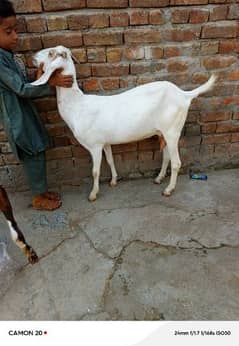 desi Bakri for sale0349, 917,925,4 0