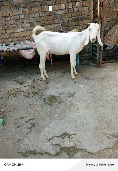 desi Bakri for sale0349, 917,925,4 1