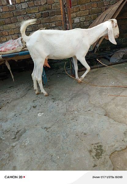 desi Bakri for sale0349, 917,925,4 2