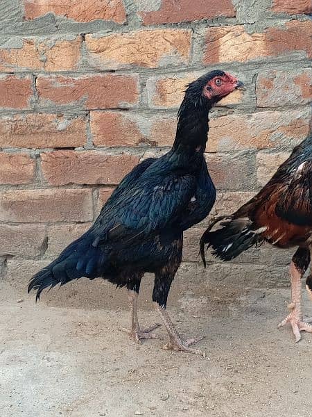 Aseel home breed pure blood for sale 3