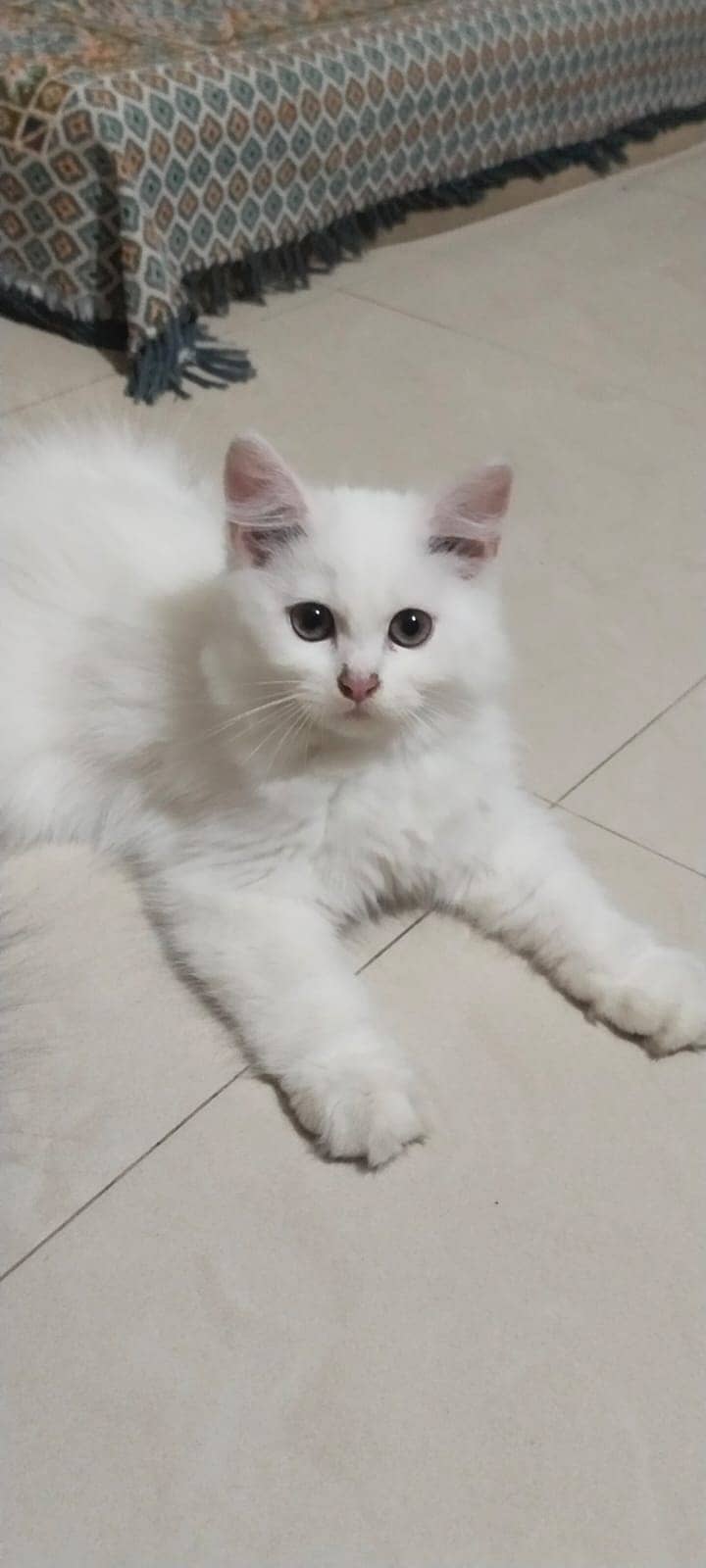 Persian Kittens Triple Coated 0