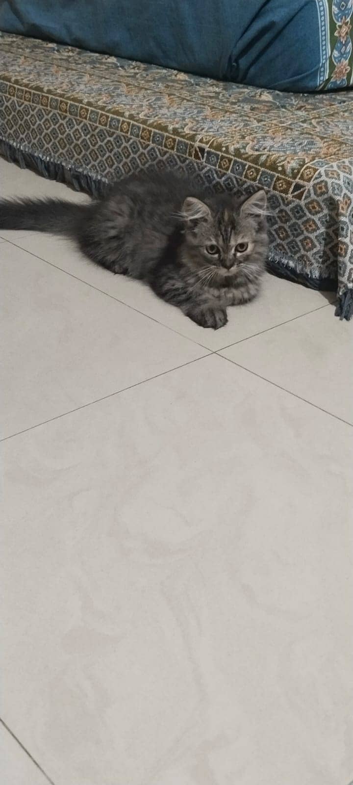 Persian Kittens Triple Coated 4