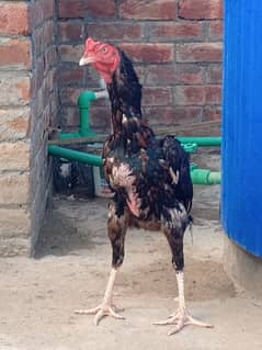 Aseel home breed pure blood for sale