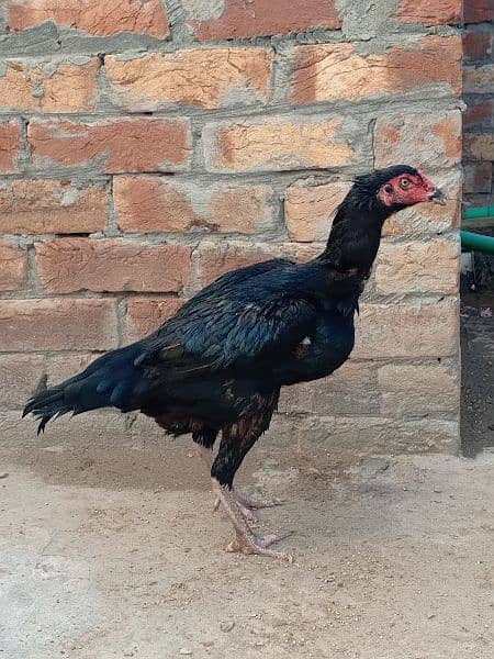 Aseel home breed pure blood for sale 4