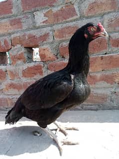 Aseel home breed pure blood for sale