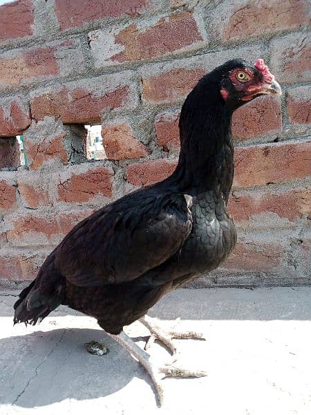 Aseel home breed pure blood for sale 9