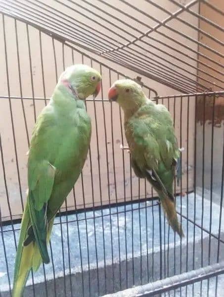 bolny walay parrot ka joraa 0