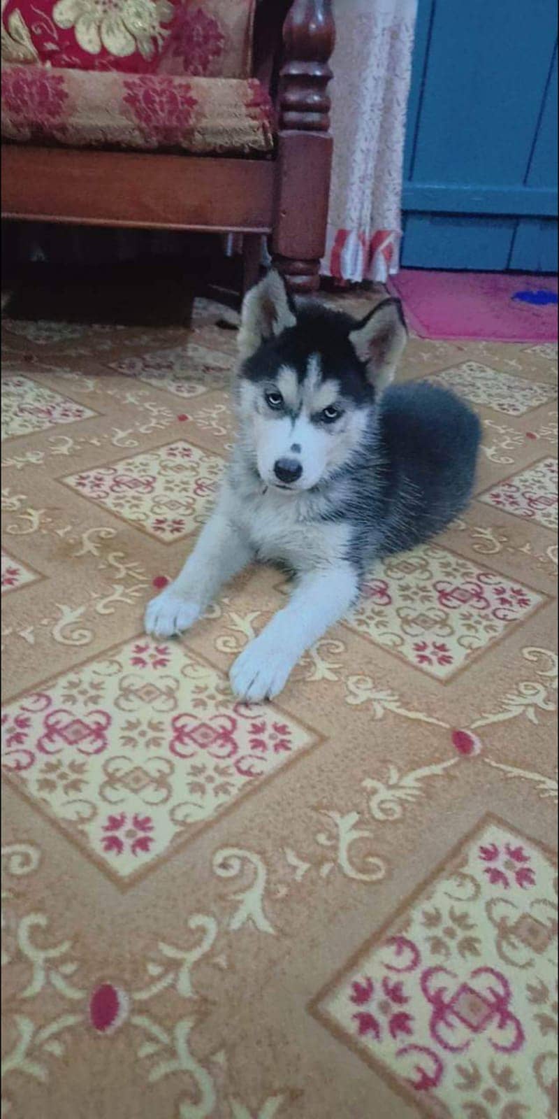 Siberian Husky 1