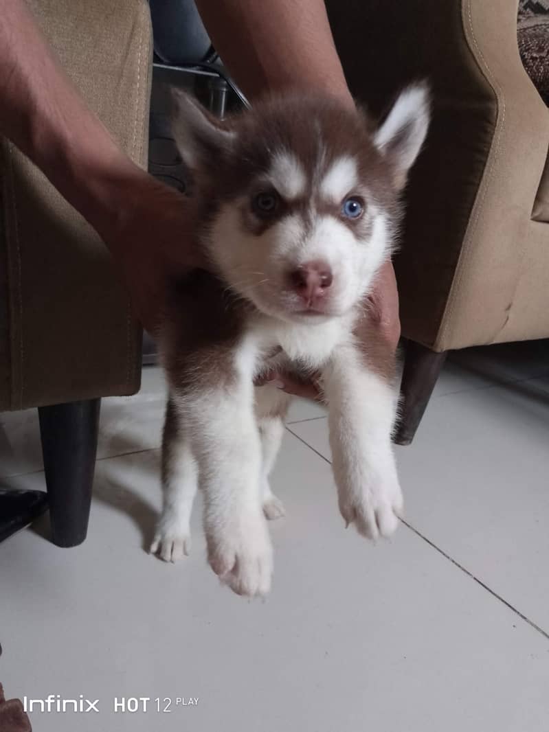 Siberian Husky 4