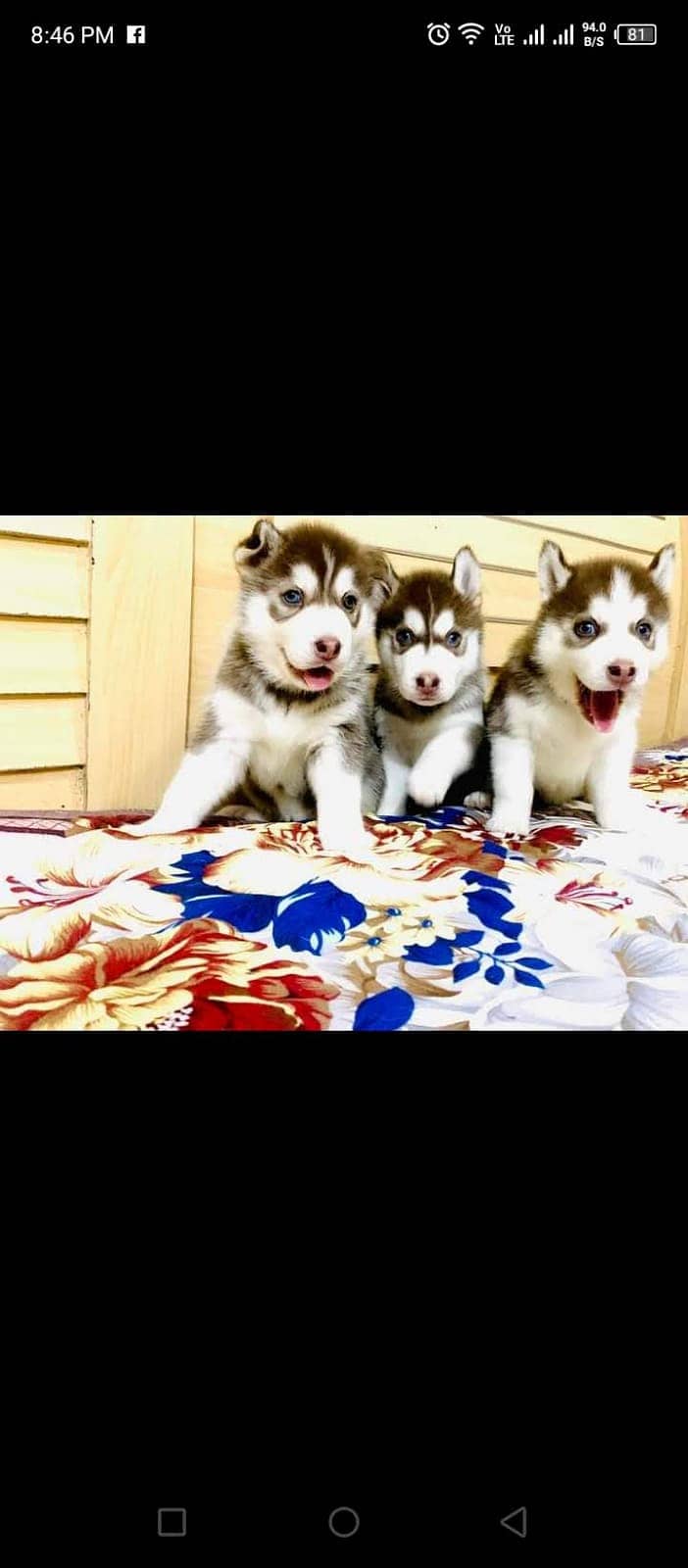 Siberian Husky 5