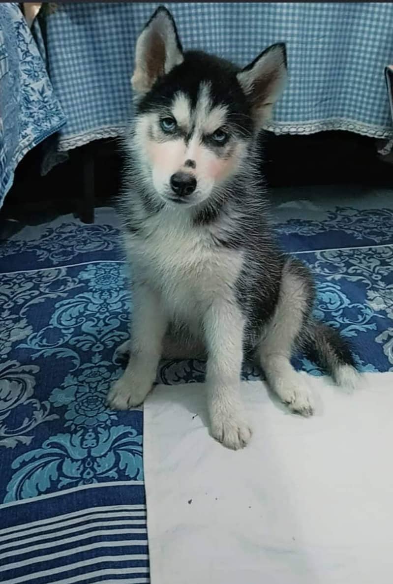 Siberian Husky 7