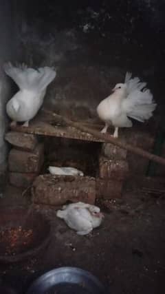 White Lakka Breeder pair with chicks