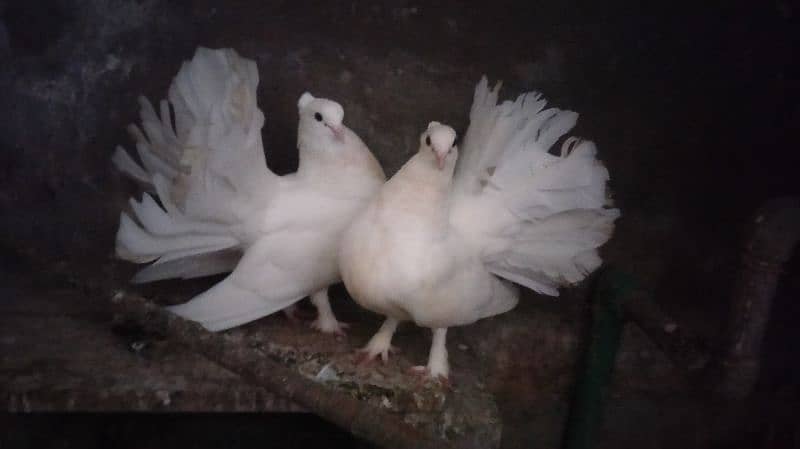 White Lakka Breeder pair with chicks 1