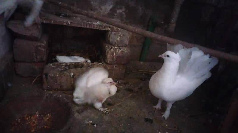 White Lakka Breeder pair with chicks 2