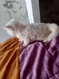 Persian Kittens Available For