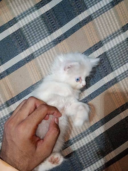 Persian Kittens Available For 3