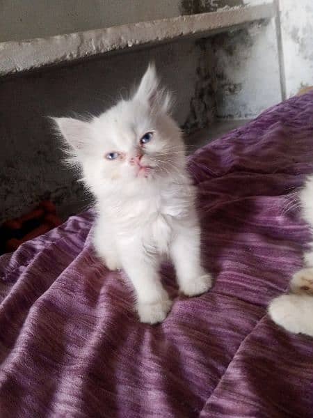 Persian Kittens Available For 5