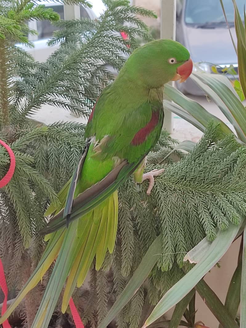 raw parrot 0