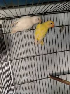 love bird