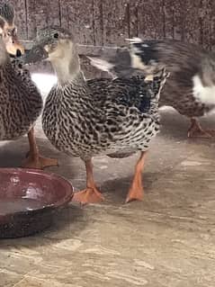 female Ducks for sale