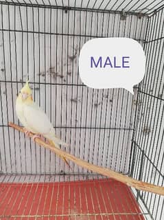 cockatiel