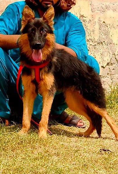 long coat German Shepherd mail 4 month for sale 3