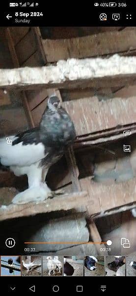 beauty full fancy Pigeon fs 6