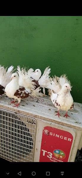 beauty full fancy Pigeon fs 8