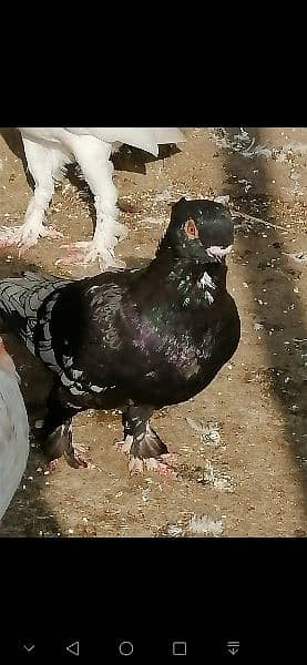 beauty full fancy Pigeon fs 10