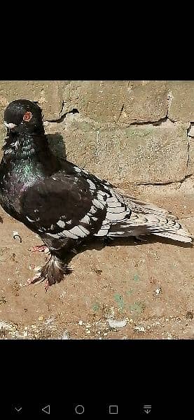 beauty full fancy Pigeon fs 11