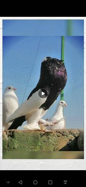 beauty full fancy Pigeon fs 12