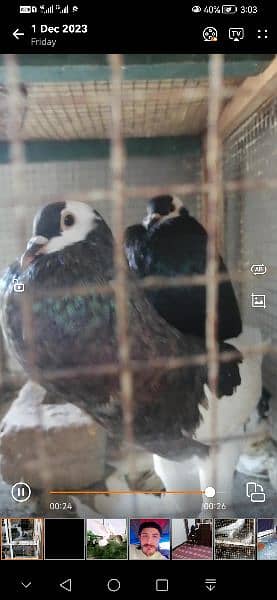 beauty full fancy Pigeon fs 13