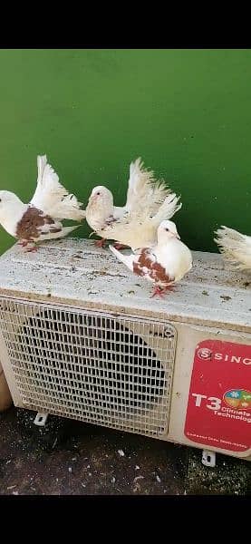 beauty full fancy Pigeon fs 15