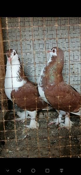 beauty full fancy Pigeon fs 16