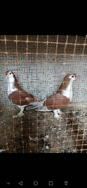 beauty full fancy Pigeon fs 17