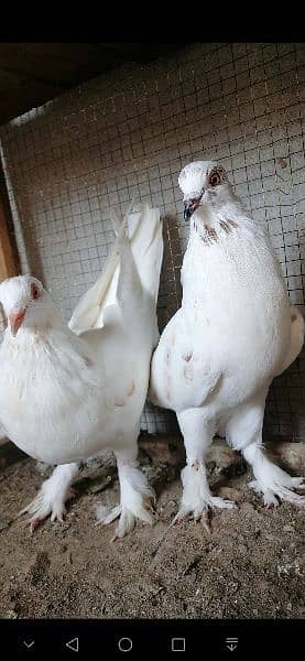 beauty full fancy Pigeon fs 18