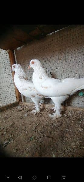 beauty full fancy Pigeon fs 19