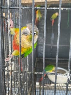 yellow shaded and pineapple conures breeder pairs and single male