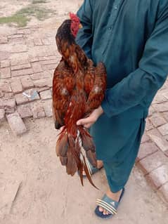 Aseel patha mianwali breed