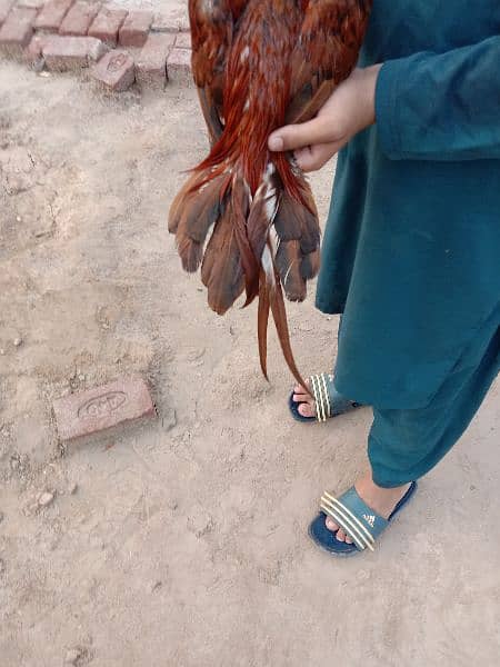 Aseel patha mianwali breed 1